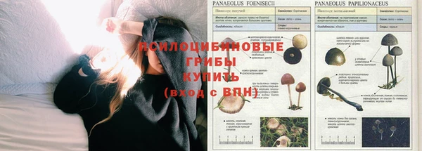 амф Богданович
